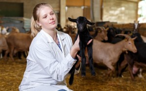 Санитар ветеринарный Санитар ветеринарный